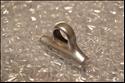 Campagnolo 1045, Record (Narrow)